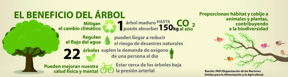 El beneficio del árbol · Infografía. Número 3097.